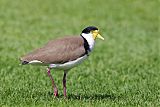 Masked Lapwing